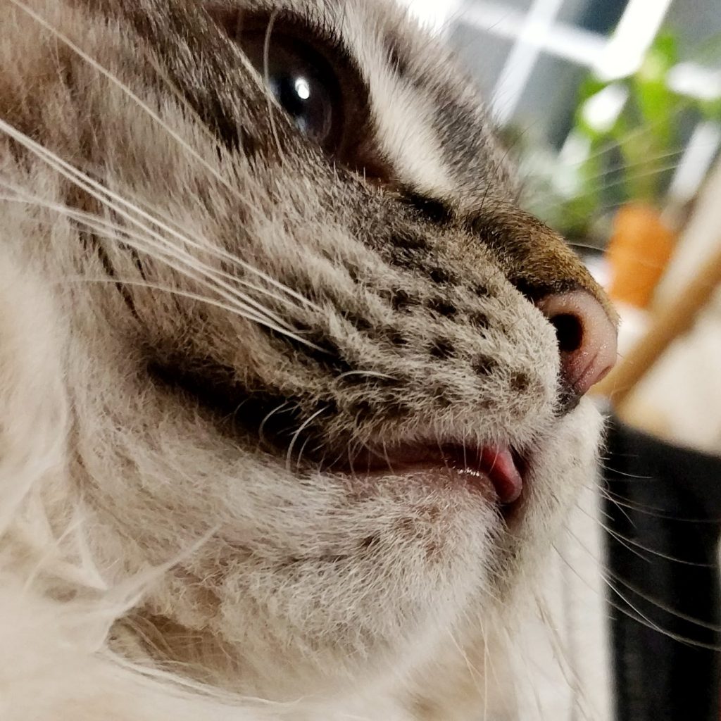 reveal cat food reveal cat food